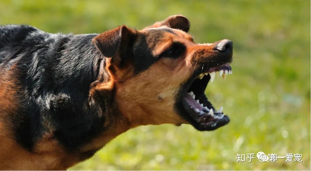 西安四岁男童遭恶犬袭击致昏迷事件深度解析