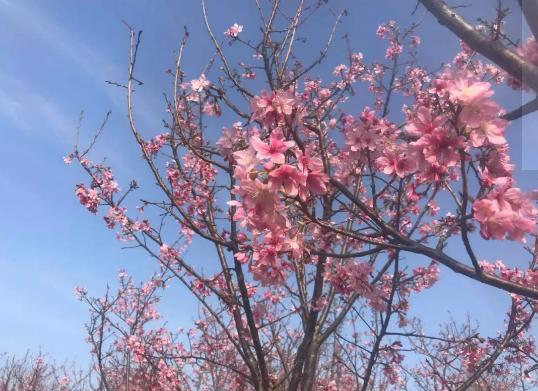 今年春节是否允许放烟花？