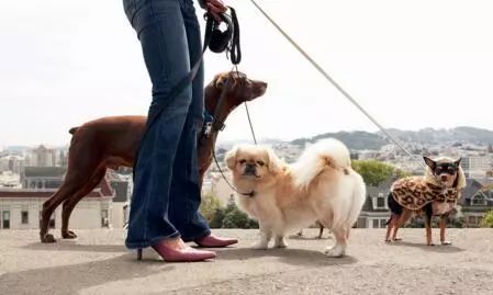 缅怀吴霜，养田园犬的网红博主的生命之旅