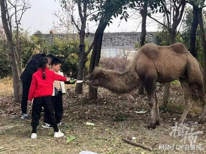 杭州一高架桥下惊现骆驼犬共舞，一只拴在高架桥下的骆驼与狗的故事