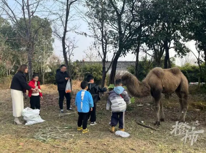 高架桥下惊现骆驼之谜，如何应对这一意外情况