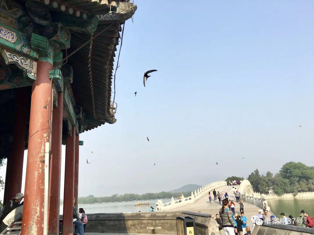 褐雨燕，时速超300公里的空中飞箭