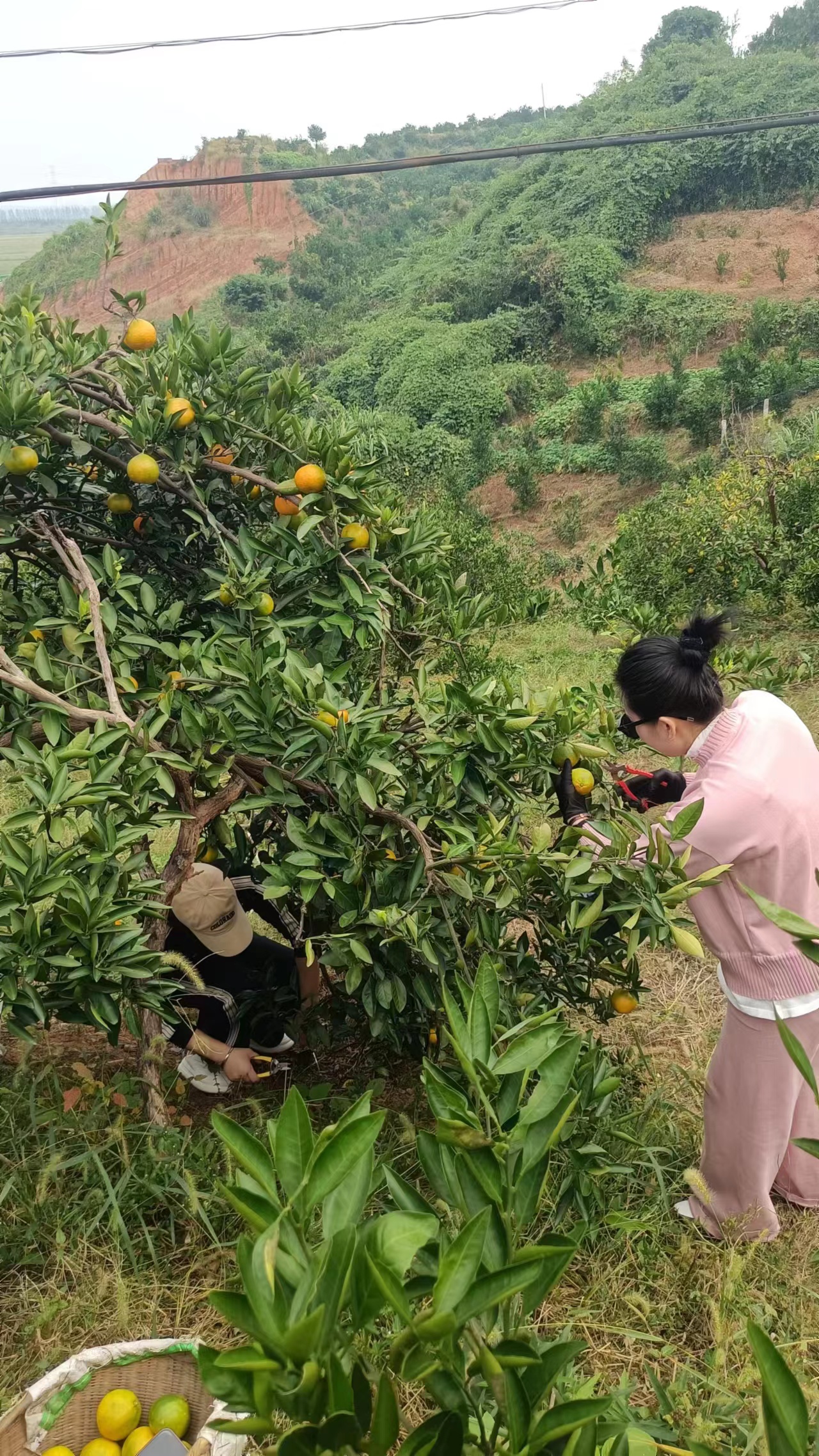 救护车停田里摘柑橘，一场意外的丰收节