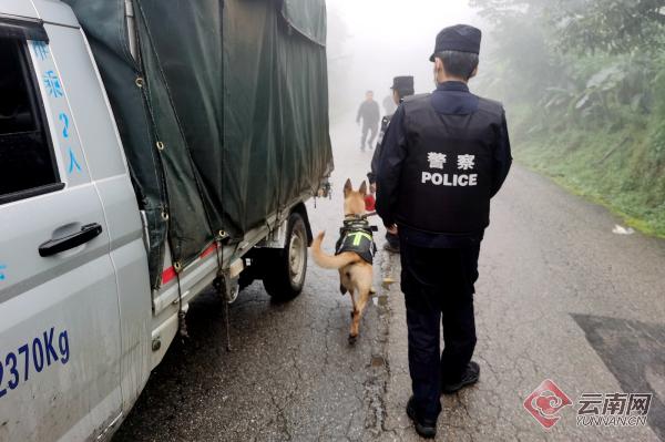 云南一警犬连续四周被基地通报，背后的故事引人深思