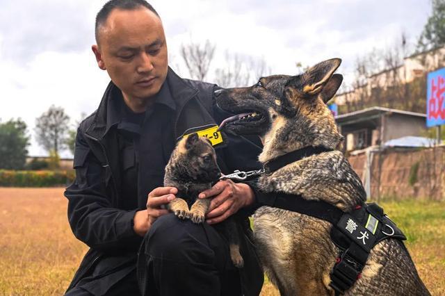 警犬幺幺零连续四周被通报的背后故事