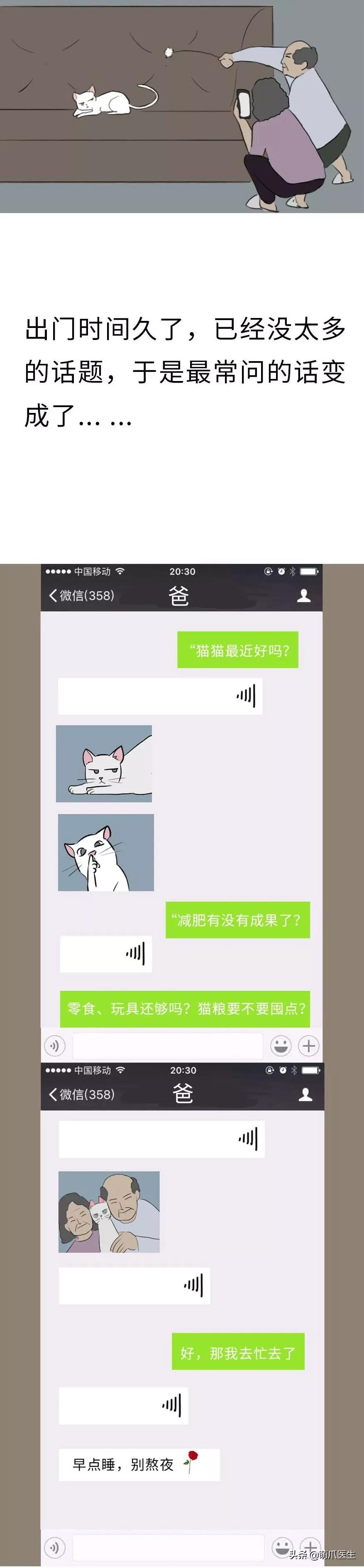 带15只猫回家过年，一场温馨与责任的交响曲